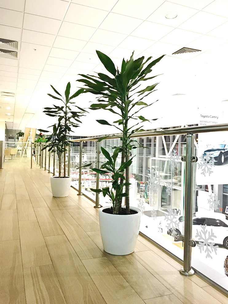 Озеленение автосалона Тойота Хабаровск