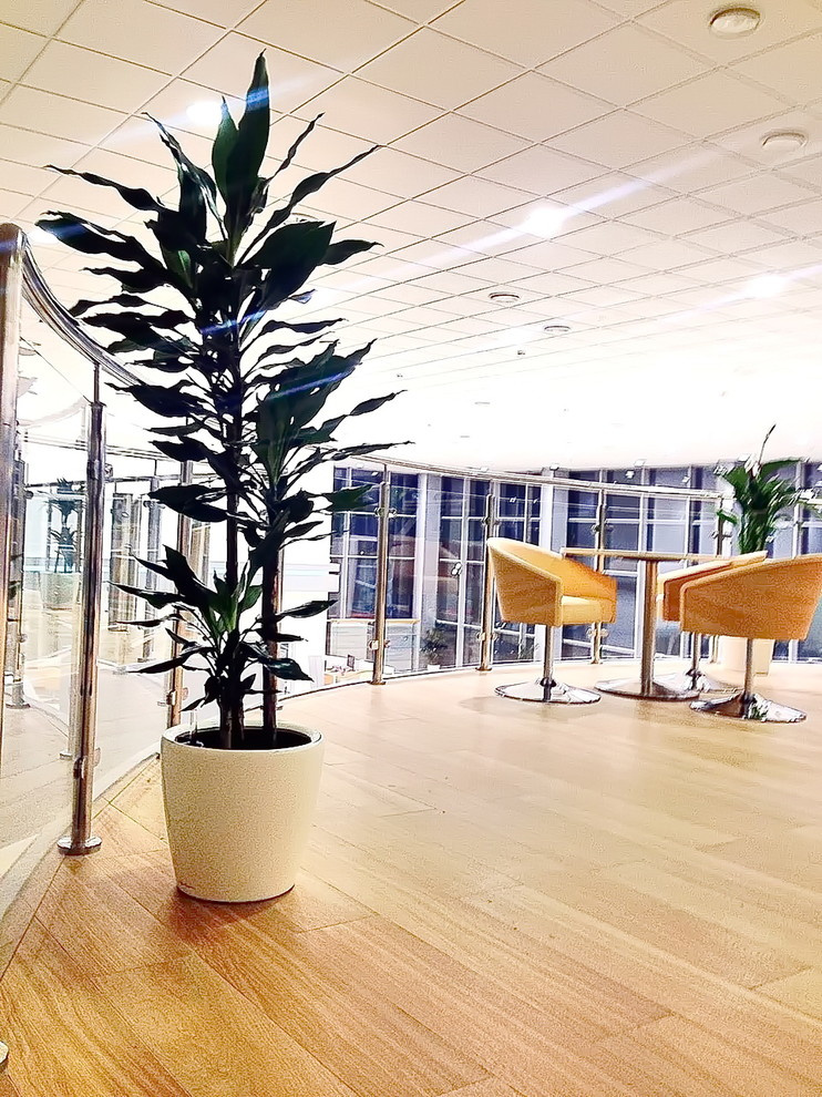 Озеленение автосалона Тойота Хабаровск