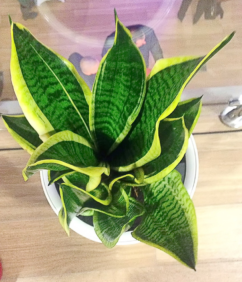 Озеленение автосалона Тойота Хабаровск