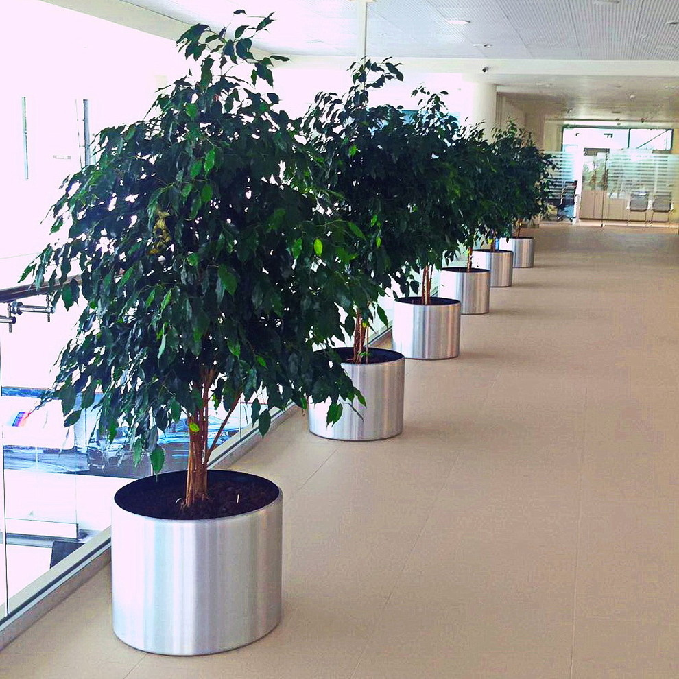 Озеленение автосалона БМВ