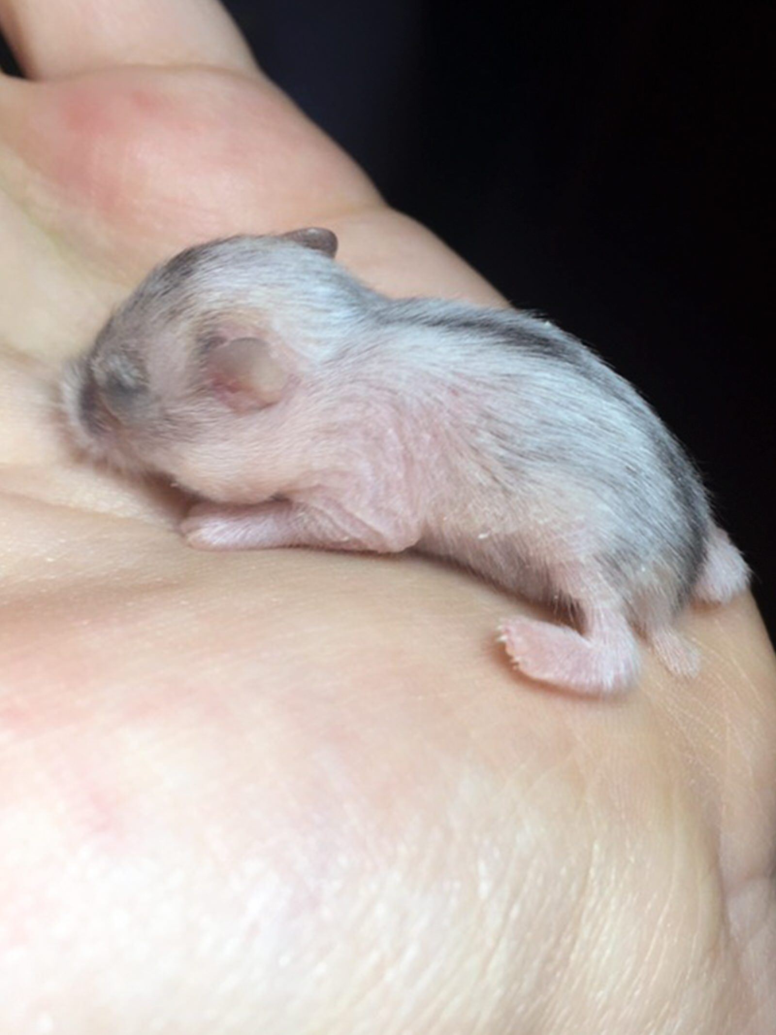 Лера любит животных