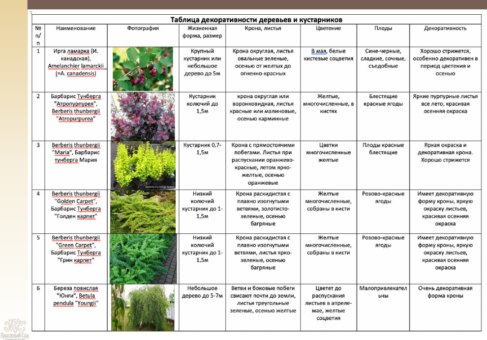 Таблица декоративности деревьев и кустарников