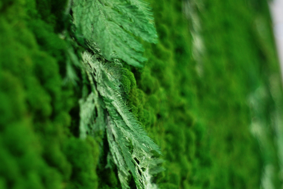 Фитостена из стабилизированного мха.