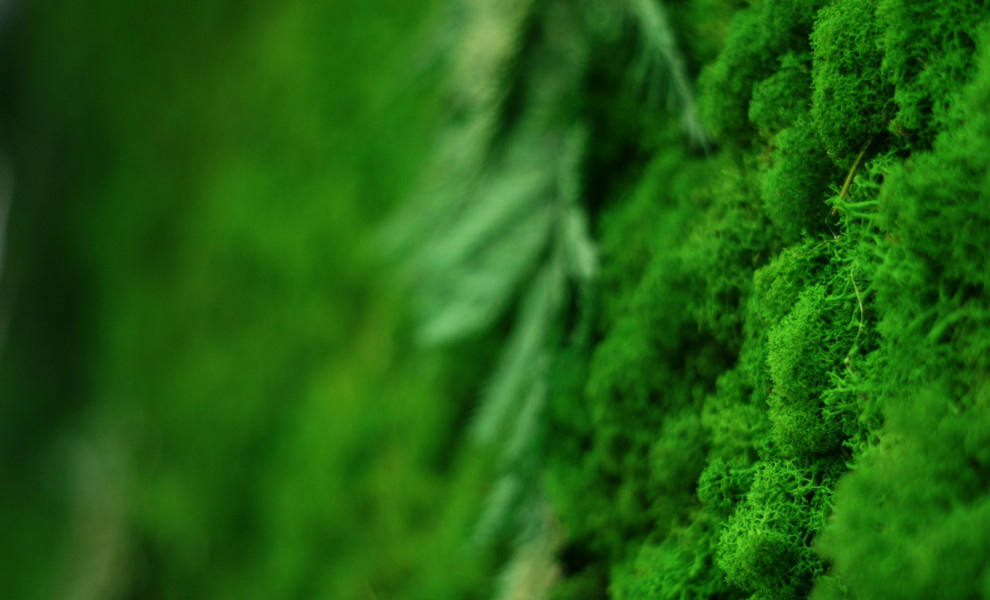 Фитостена из стабилизированного мха.