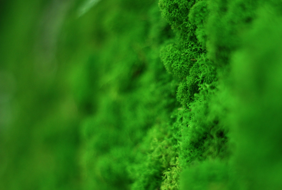 Фитостена из стабилизированного мха.