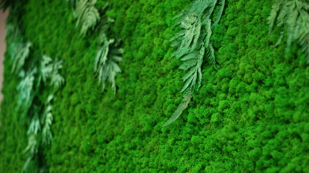 Фитостена из стабилизированного мха.