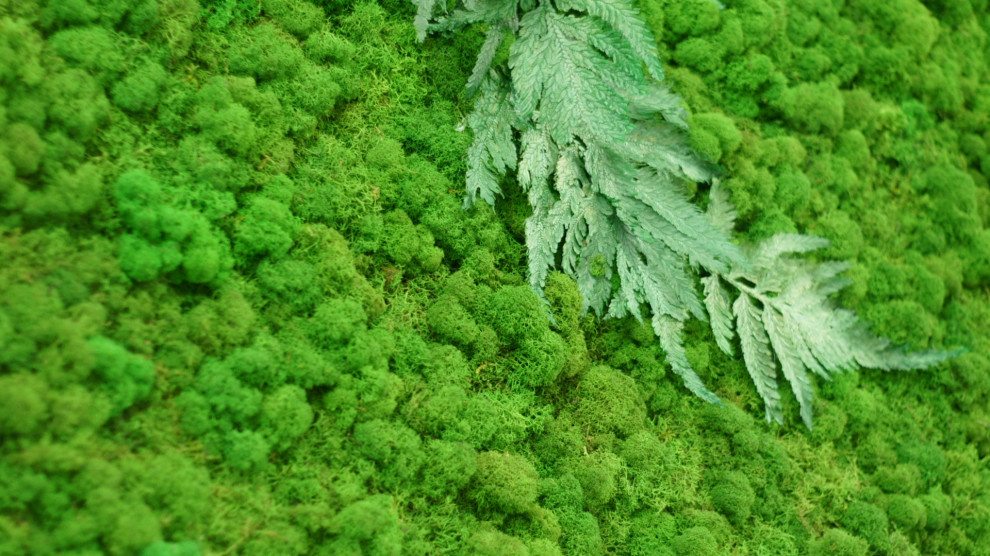 Фитостена из стабилизированного мха.