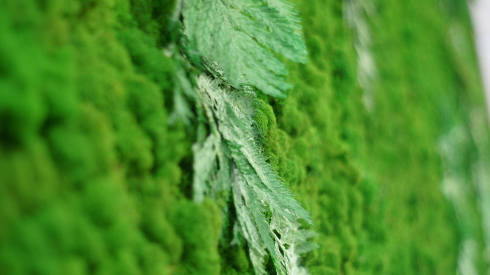 Фитостена из стабилизированного мха.