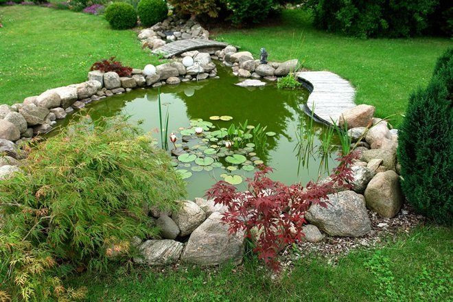 koi pond