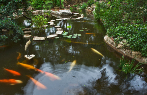 koi pond