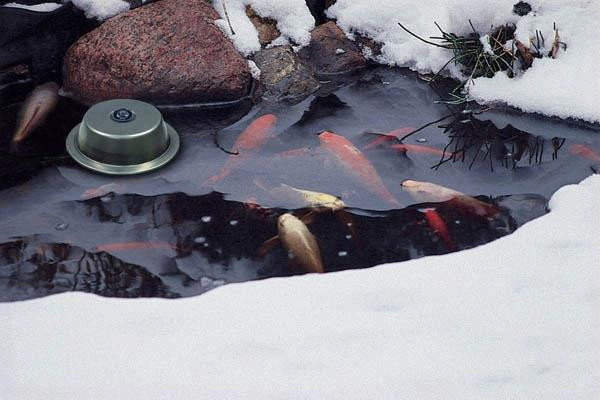 koi pond