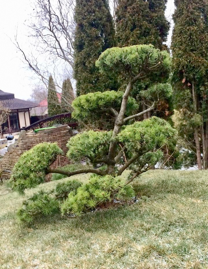 Частный сад