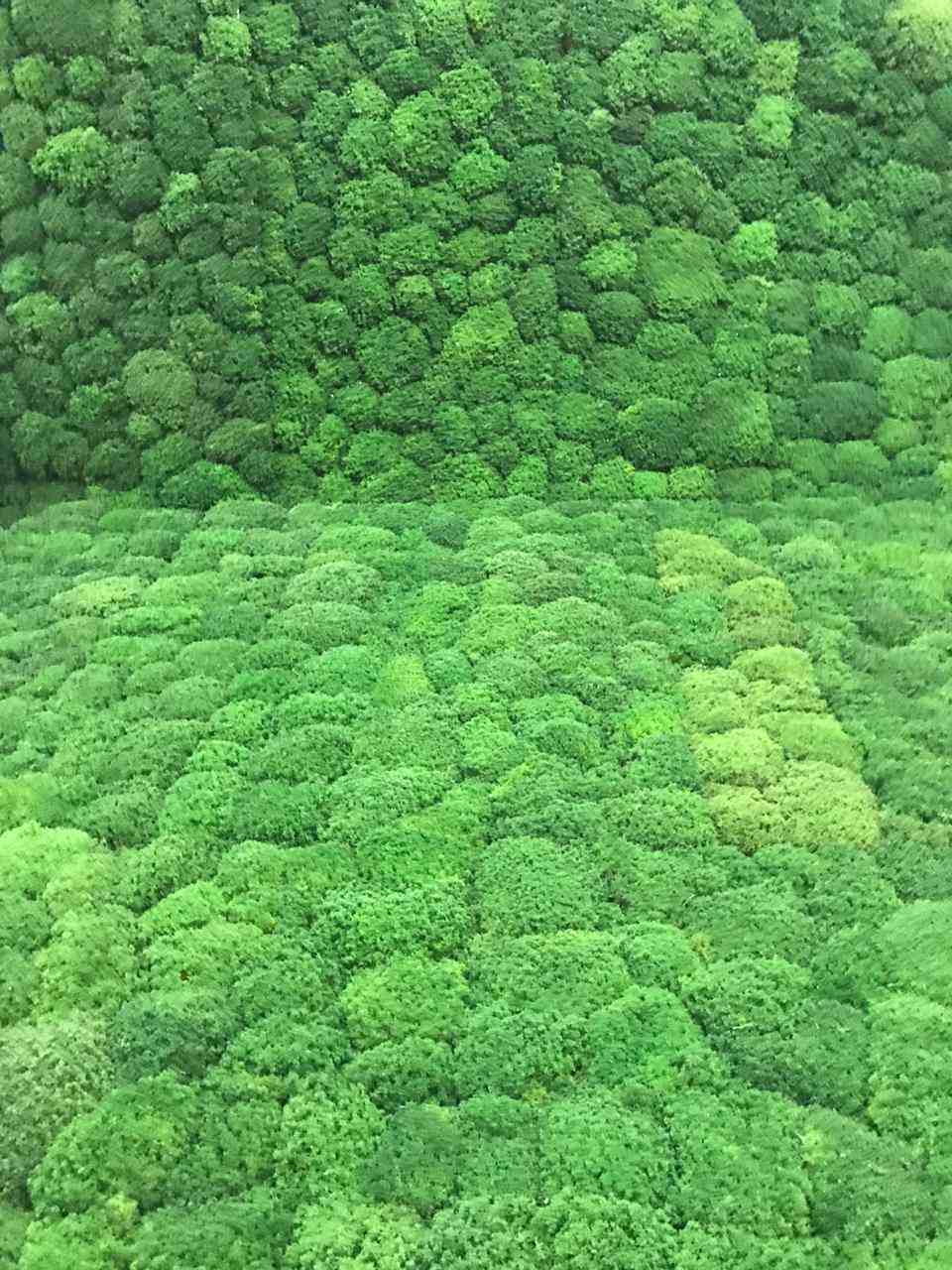 Стабилизированный мох в кальянной