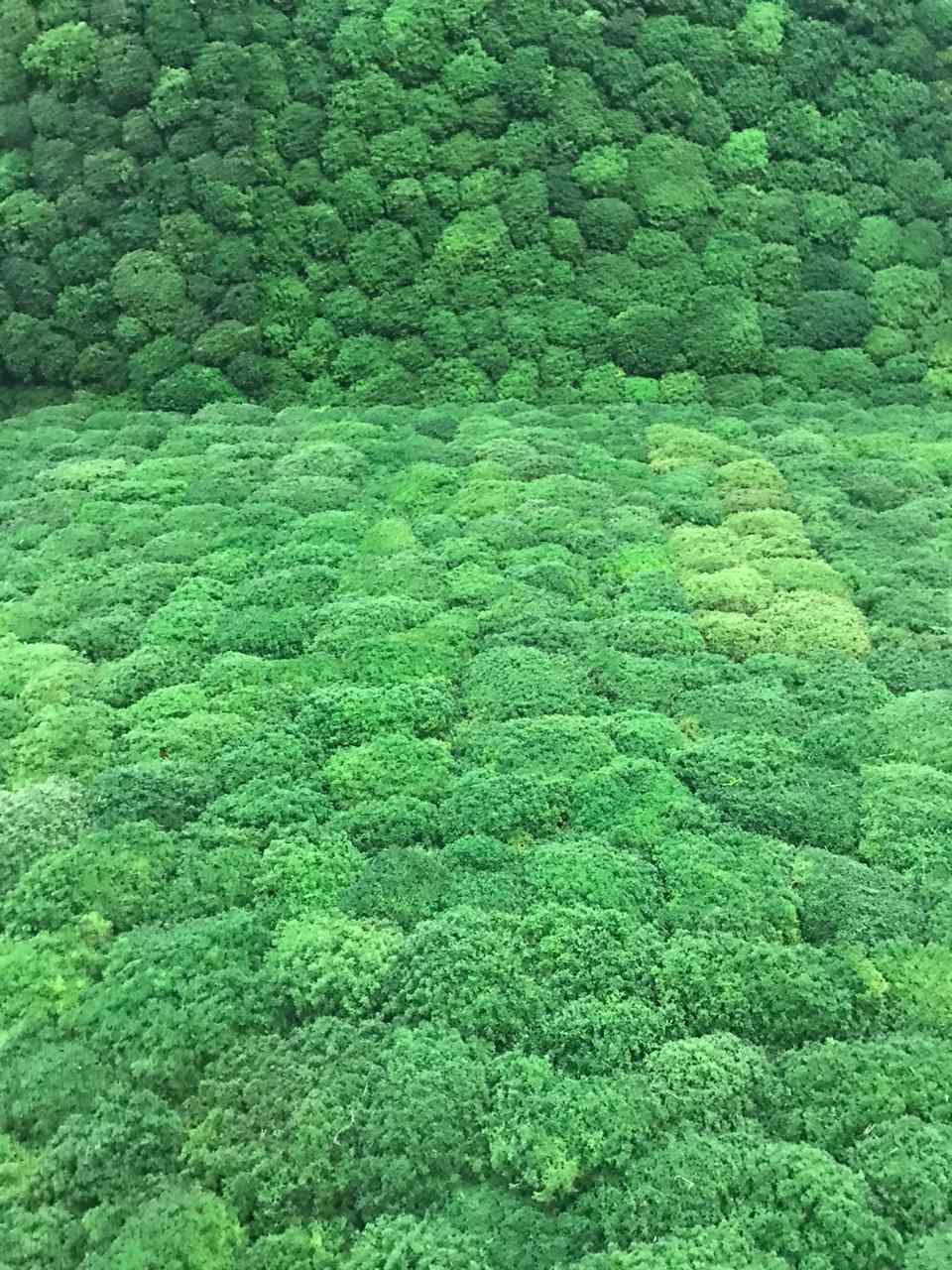 Стабилизированный мох в кальянной