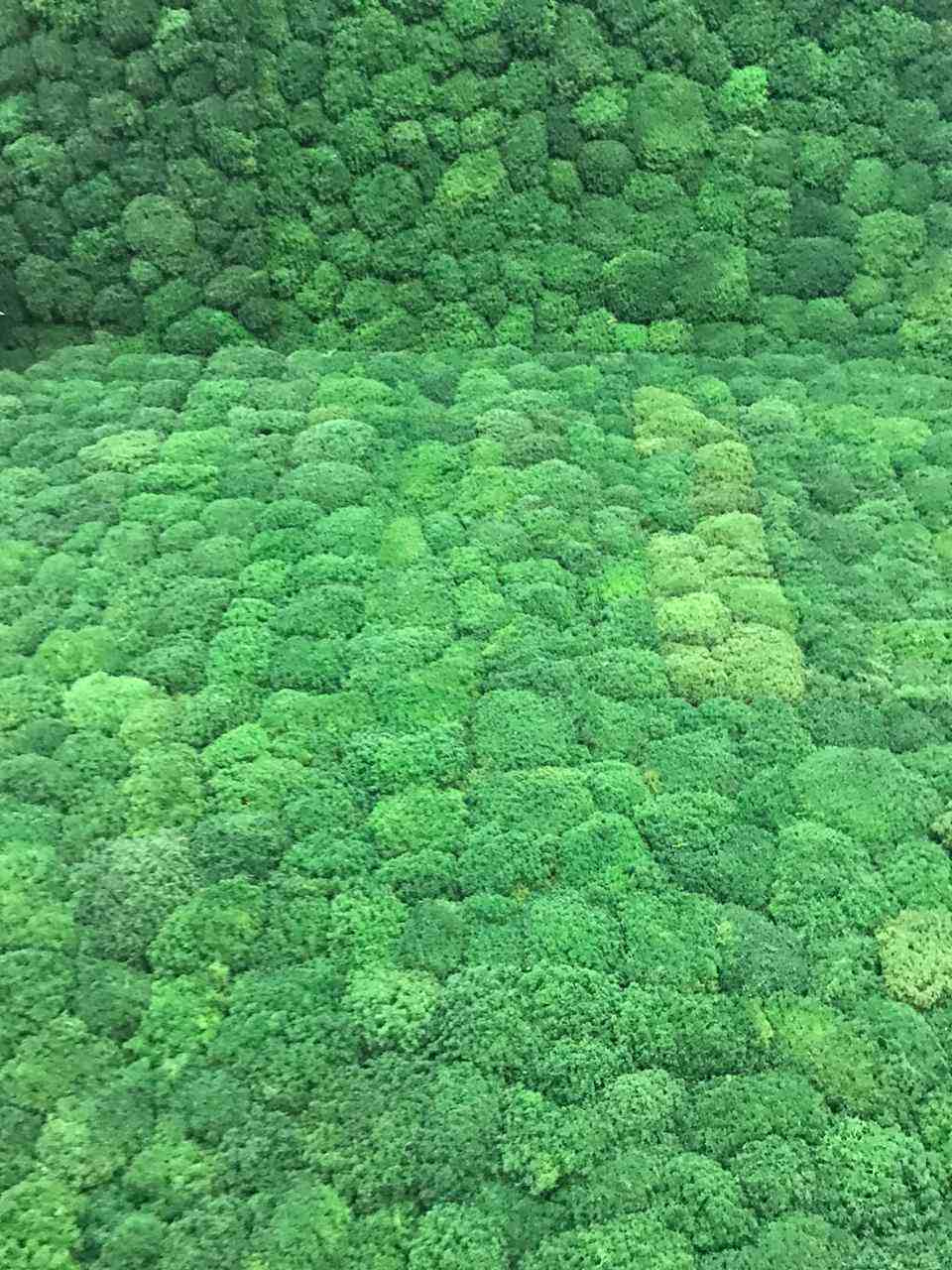 Стабилизированный мох в кальянной