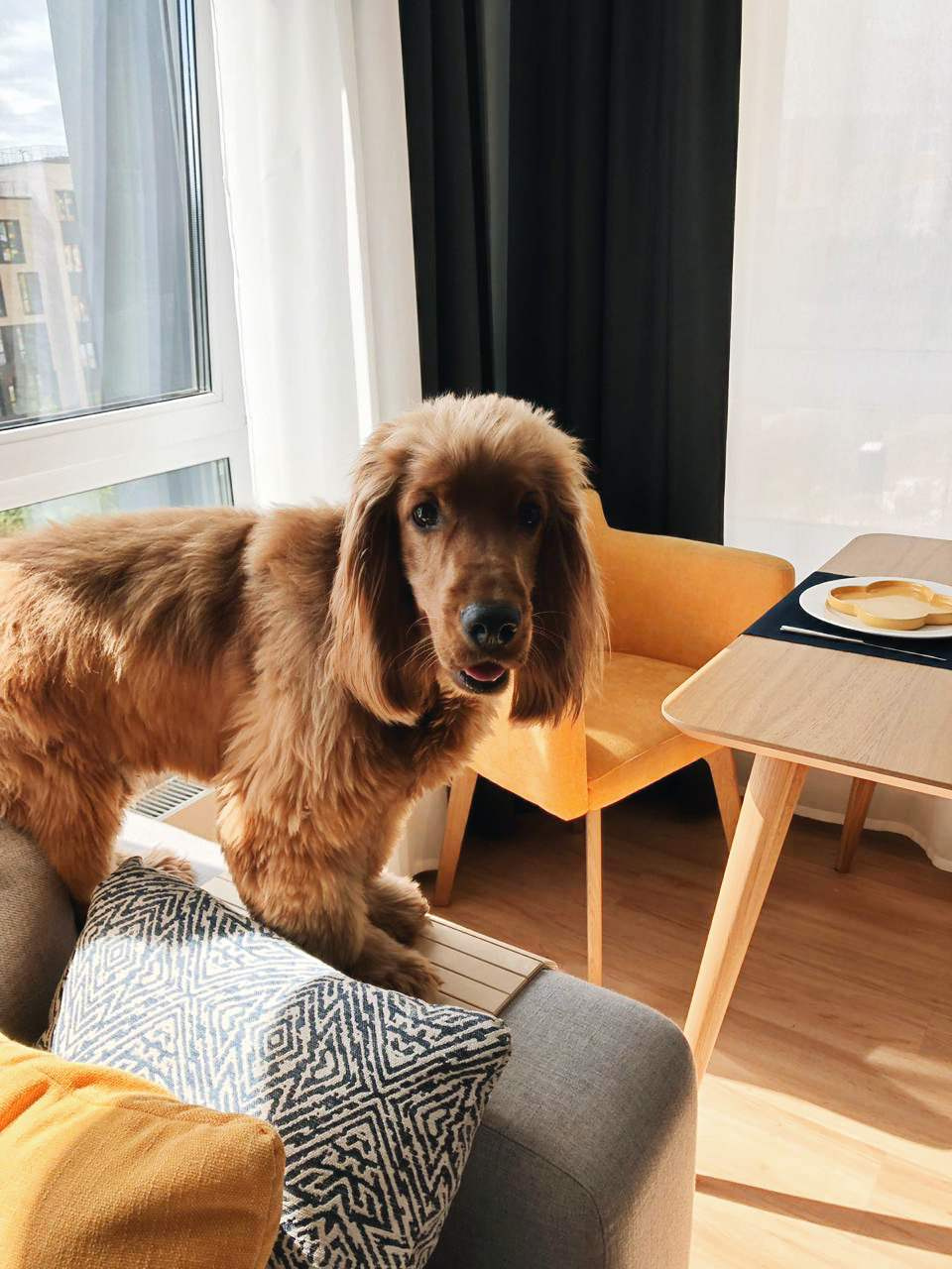 Спаниель Конор