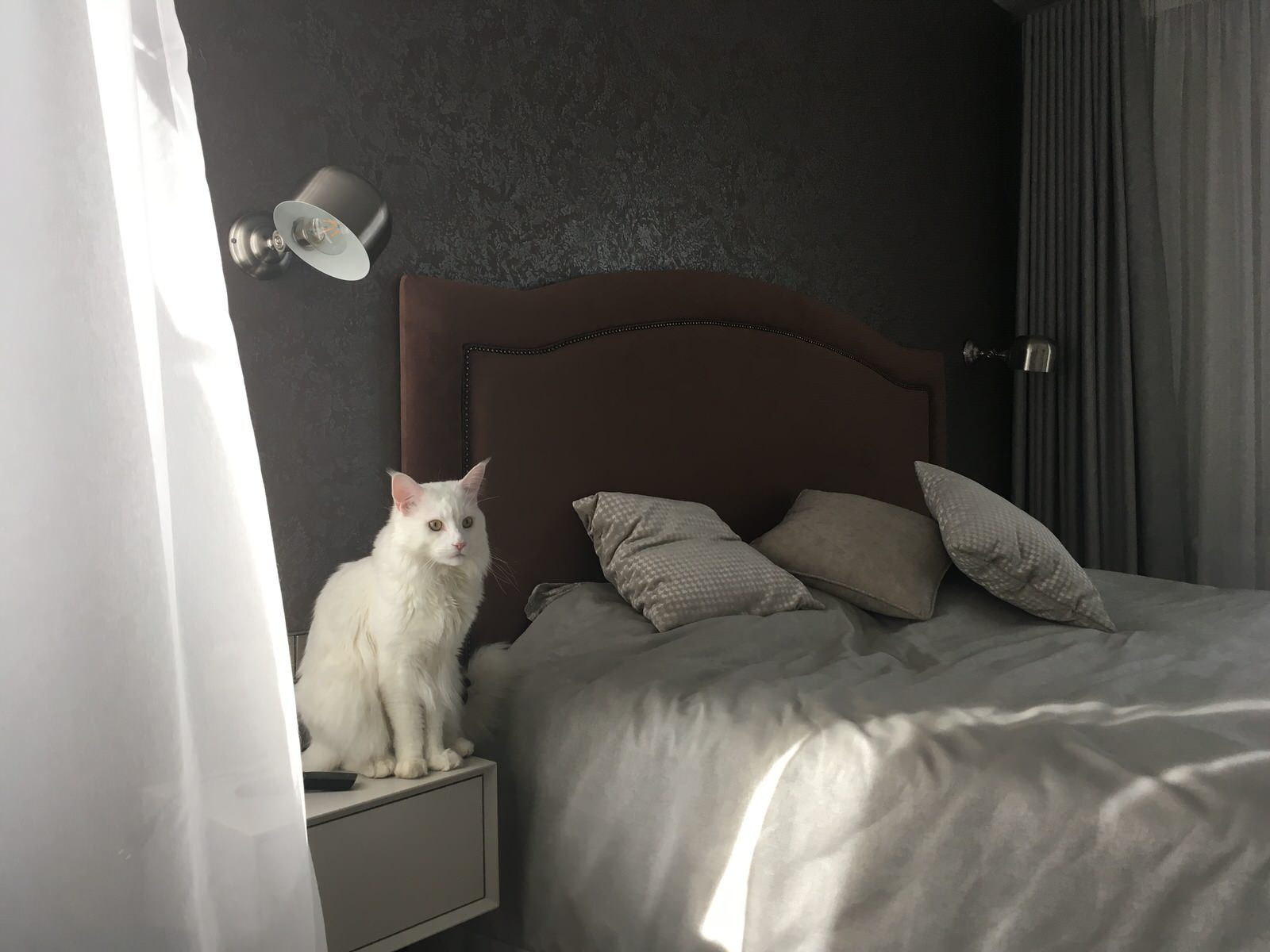 Дом кота Шерлока