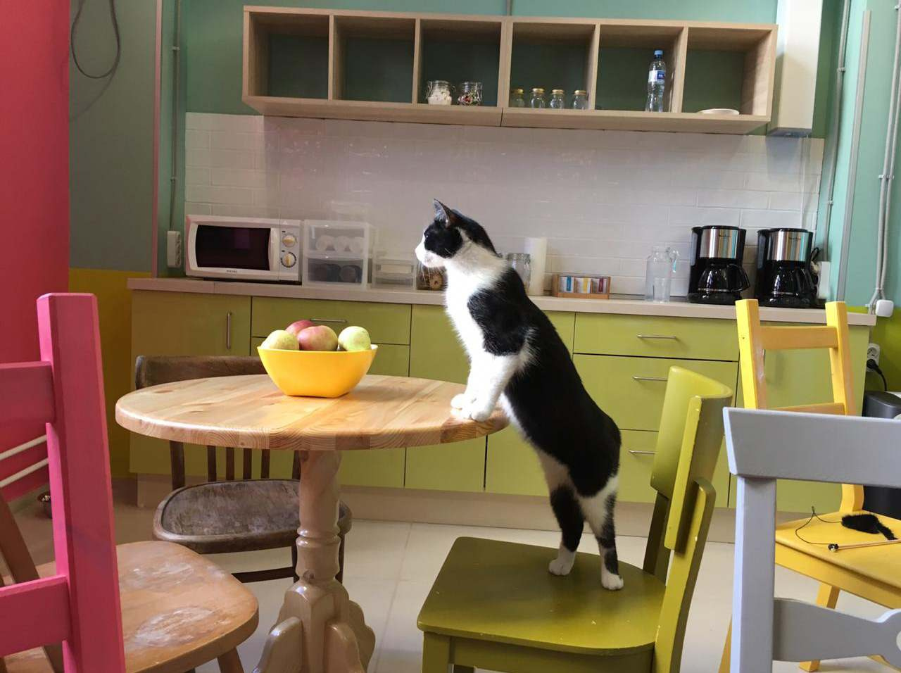 Котя Мотя