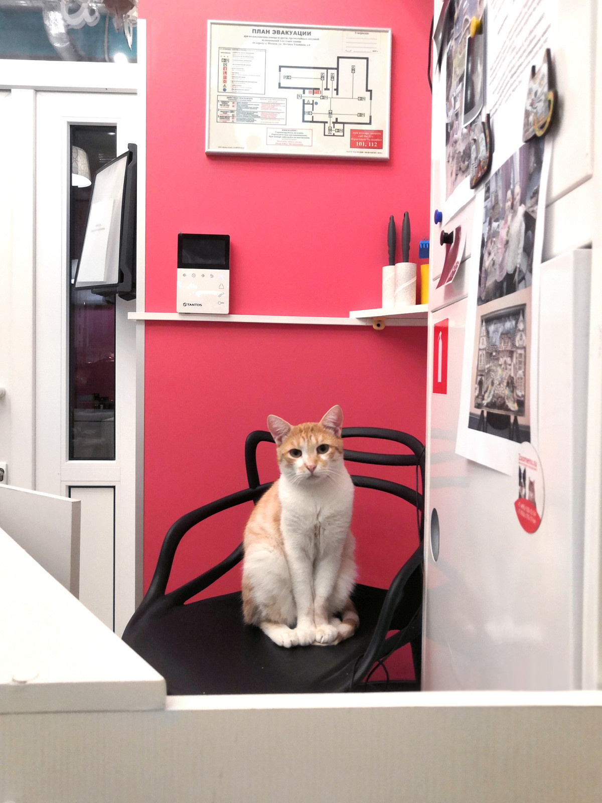 Котя Мотя