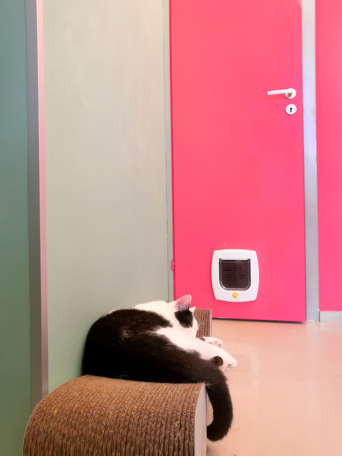 Котя Мотя