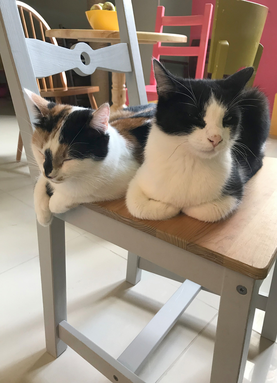 Котя Мотя