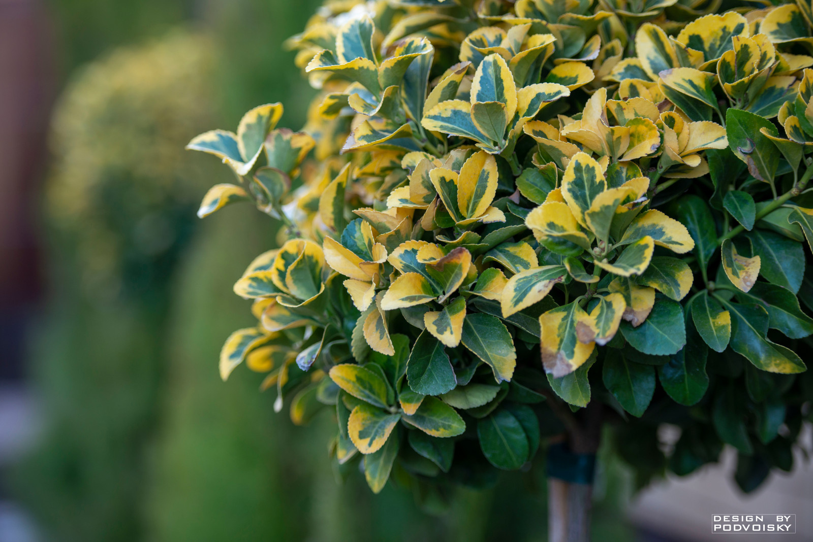 Жилой дом 250 м.кв.