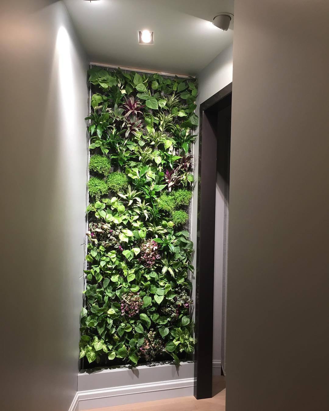 Фитостена в квартире в холле