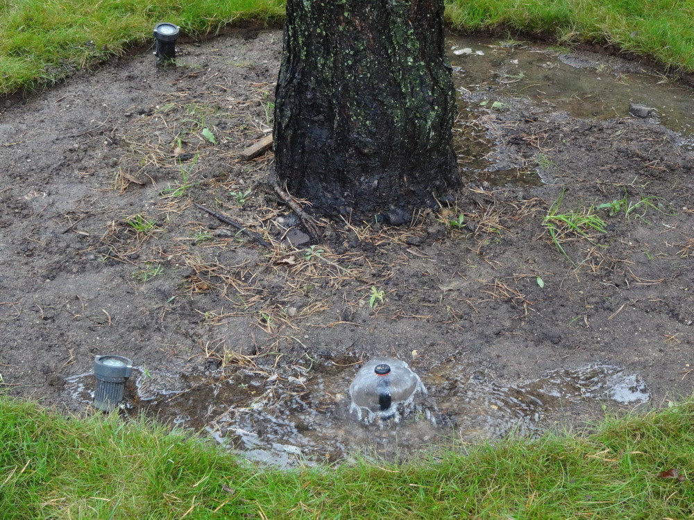 Полив деревьев