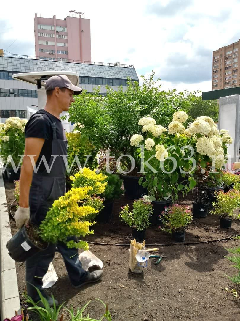 Озеленение ресторана Макдоналдс