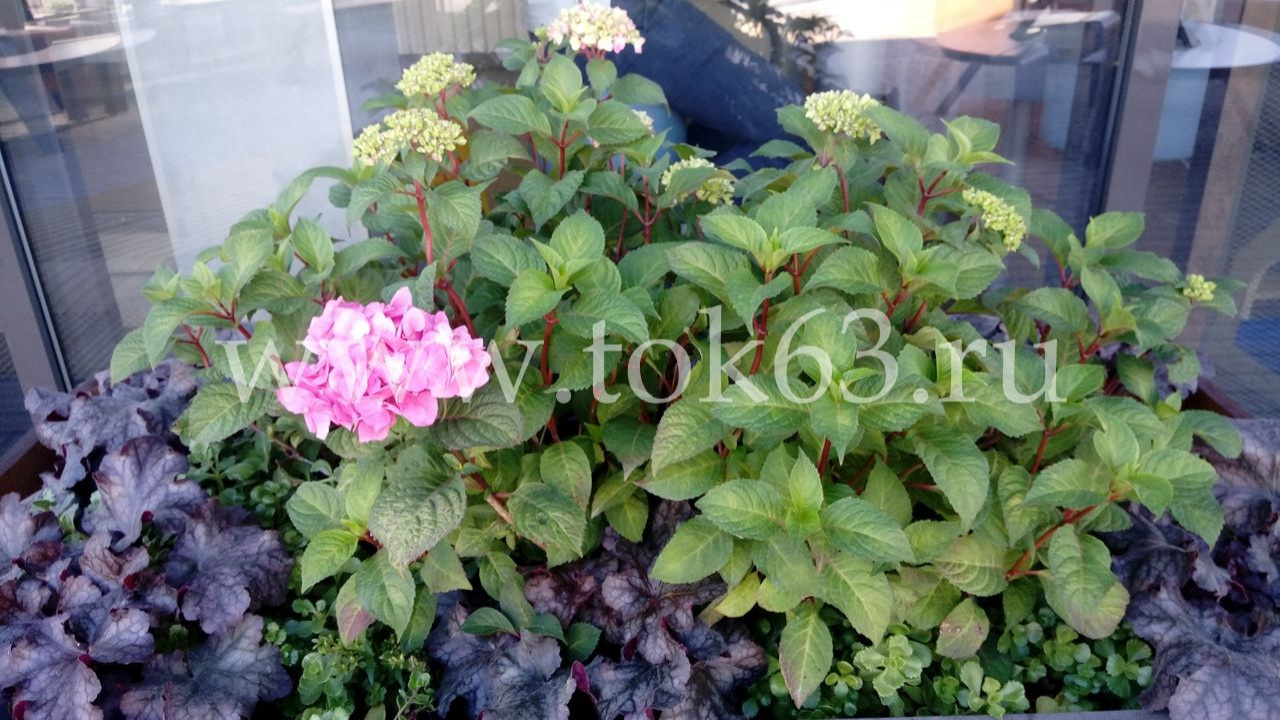 Озеленение ресторана Макдоналдс