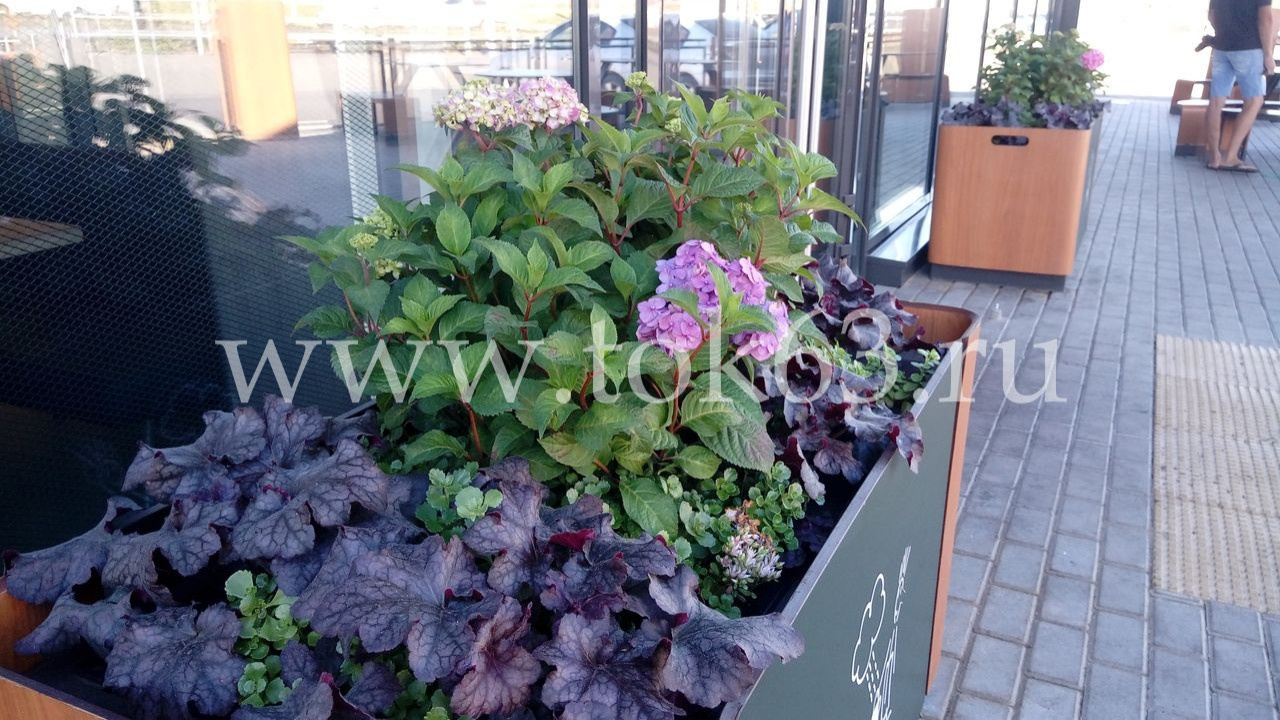 Озеленение ресторана Макдоналдс