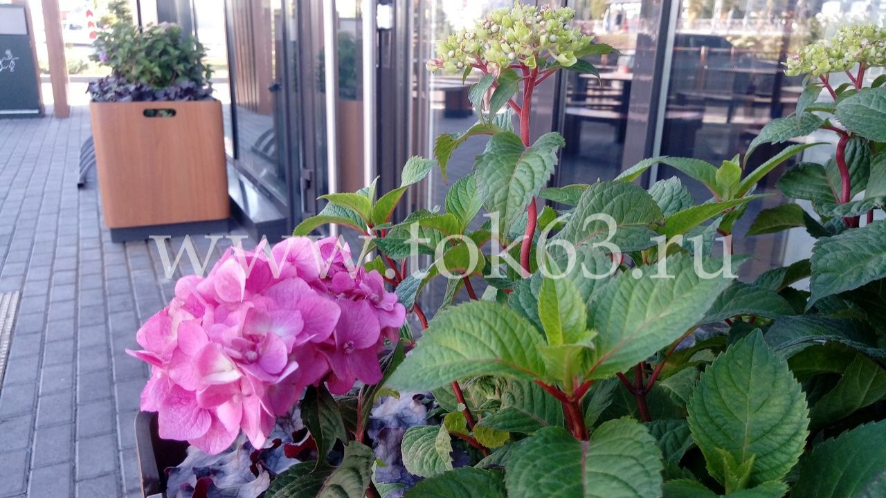 Озеленение ресторана Макдоналдс