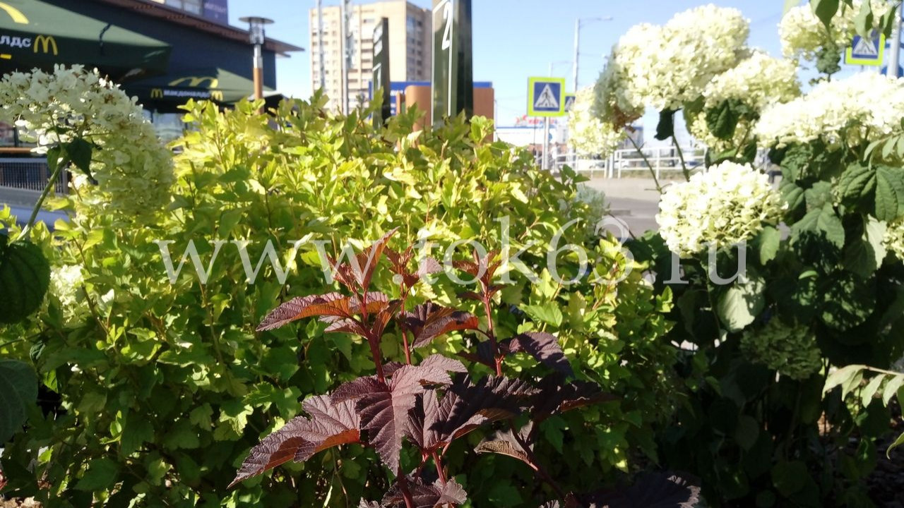 Озеленение ресторана Макдоналдс