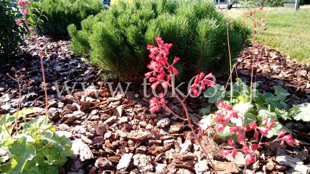 Озеленение ресторана Макдоналдс