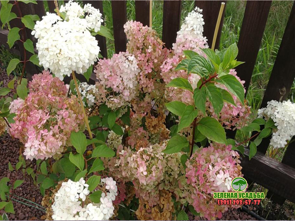 Ландшафтный дизайн и строительство на участке