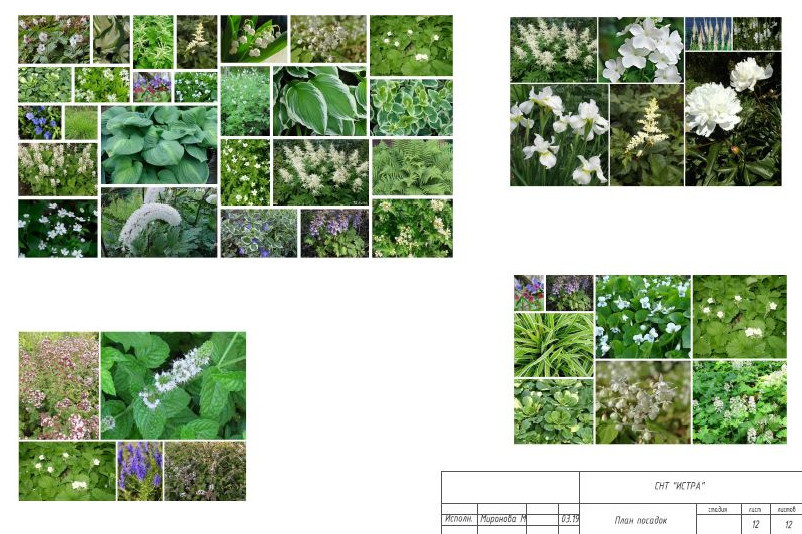 КОРНИ. Белый сад