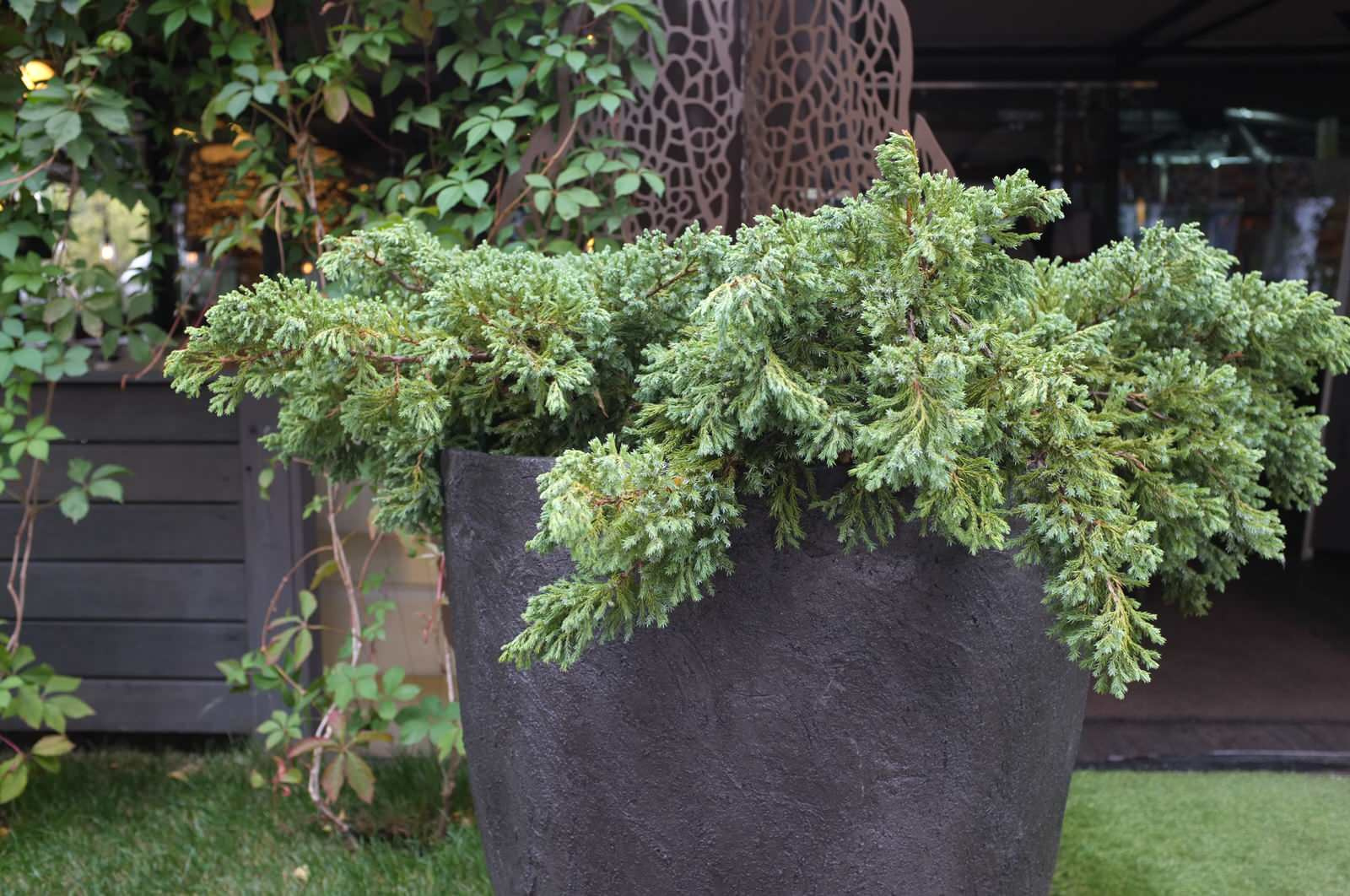 Обложка проекта: Озеленение ресторана