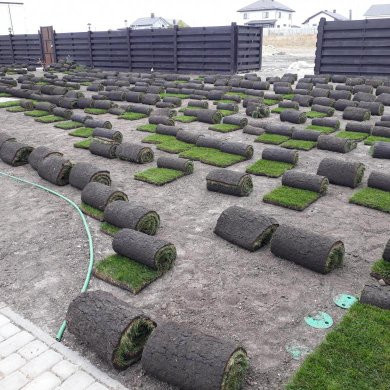 Рулонный газон