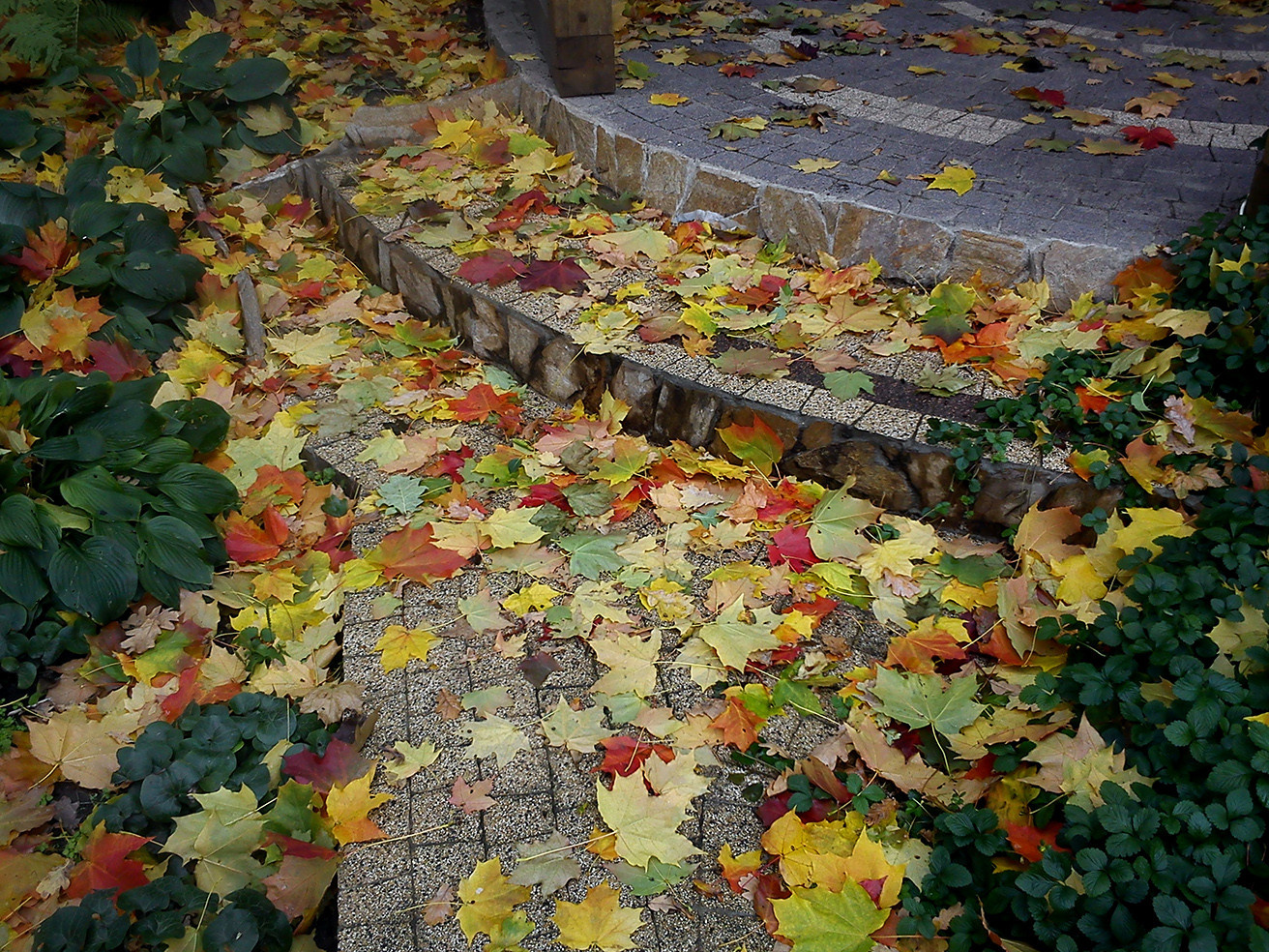 "Кленовый лист"