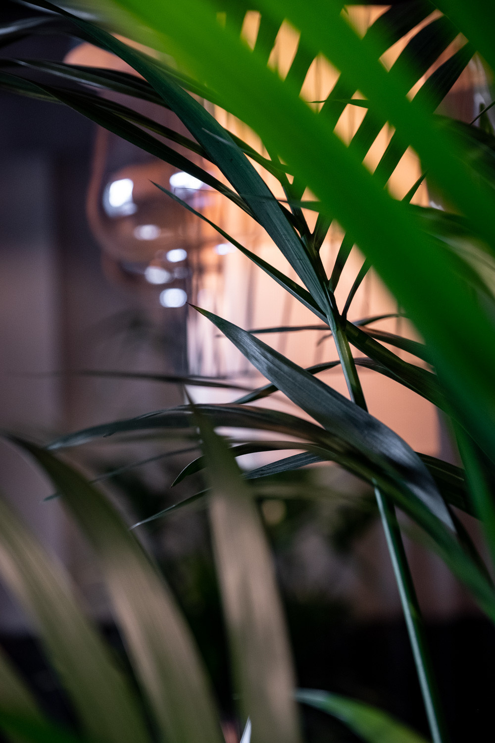 Бар-ресторан Papaya