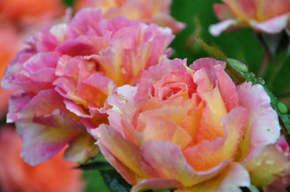 Сенькино московская обл