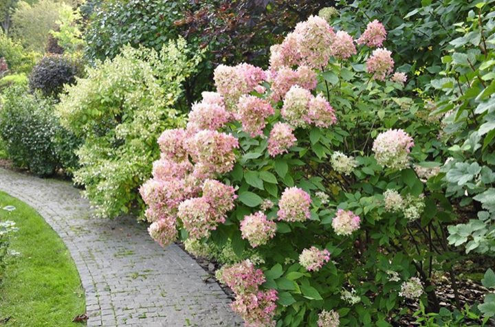 Сенькино московская обл