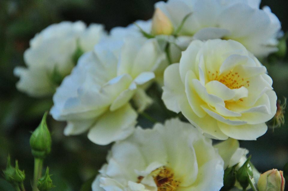 Сенькино московская обл