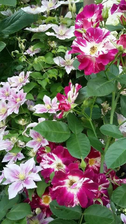 Сенькино московская обл