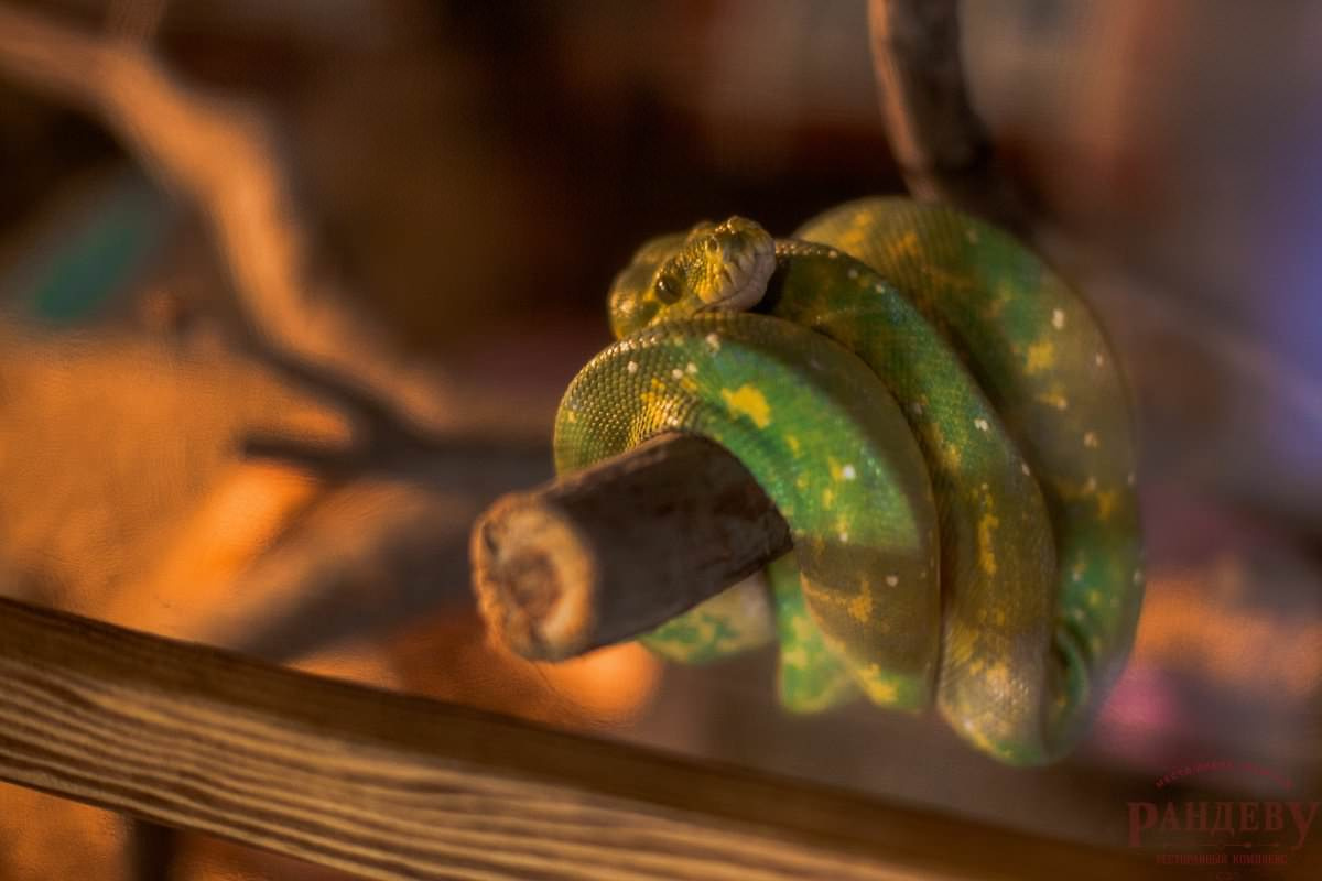 реализация проекта ресторанного комплекса "Рандеву"