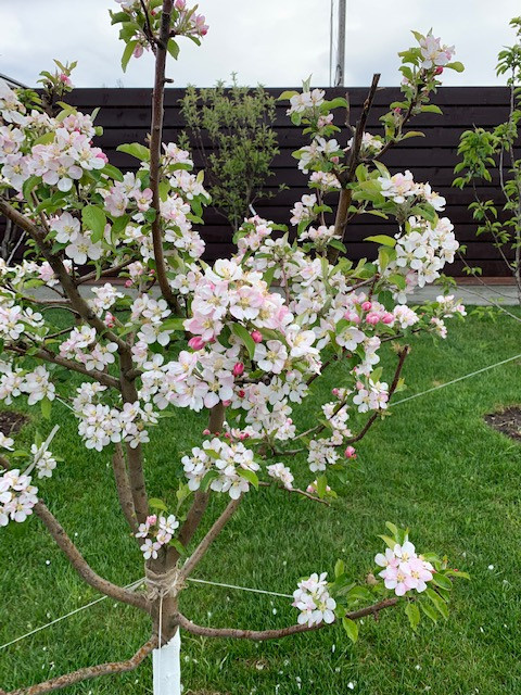 Территория удовольствий.Частный сад.