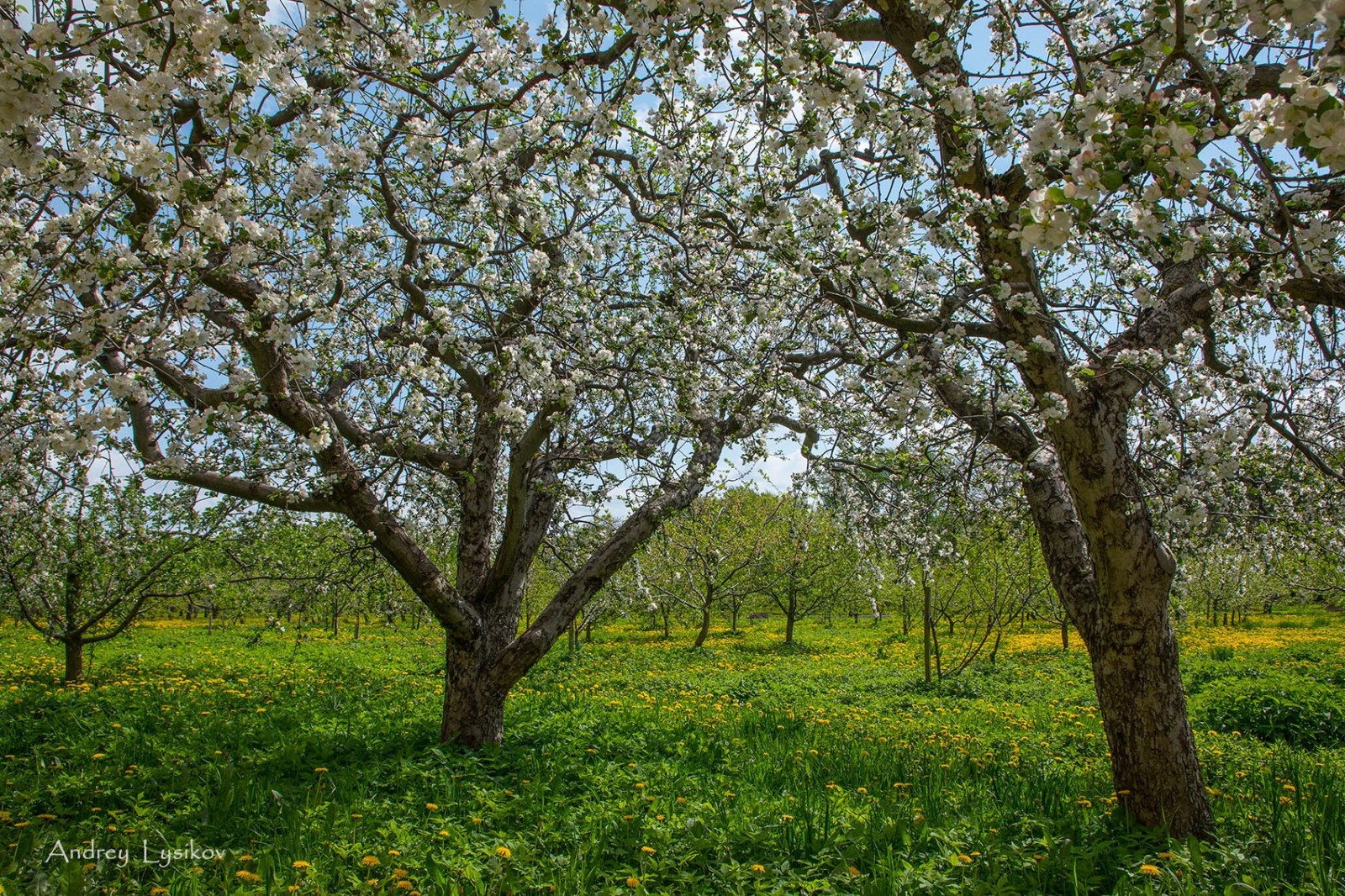 Плодовый сад МГУ