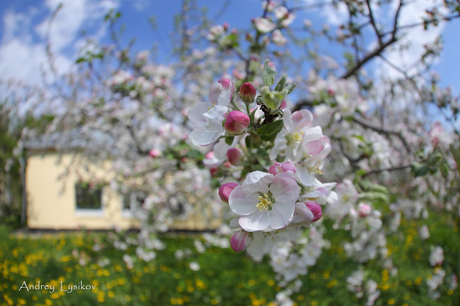 Плодовый сад МГУ