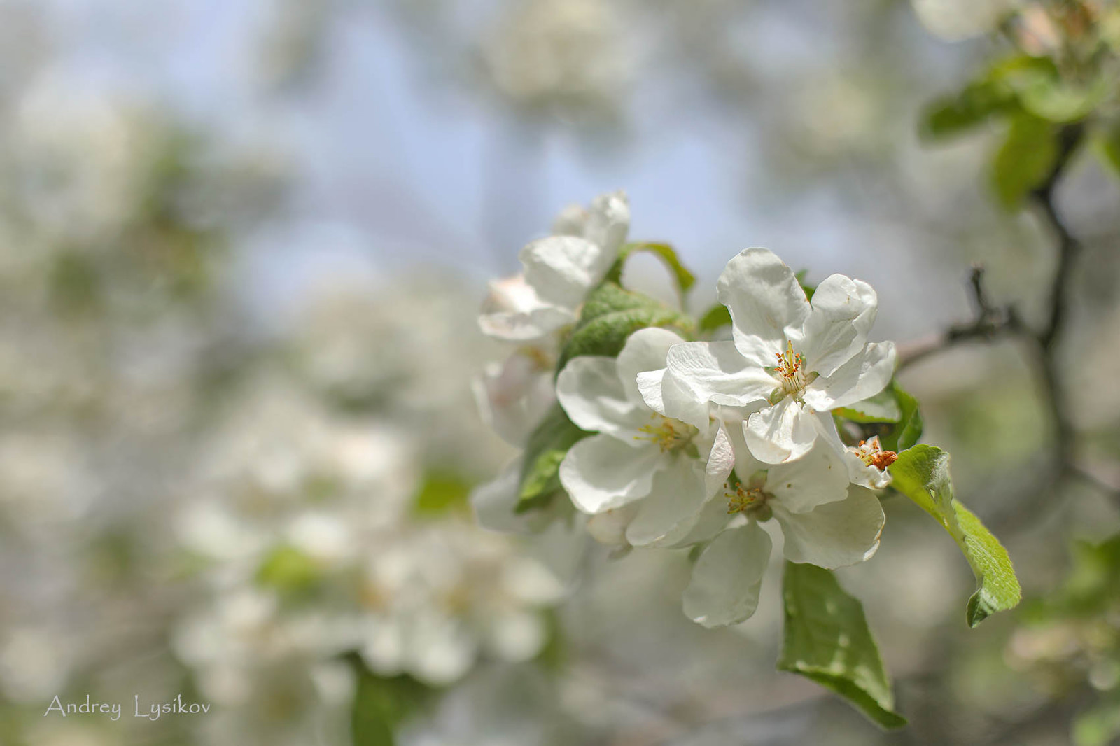 Плодовый сад МГУ