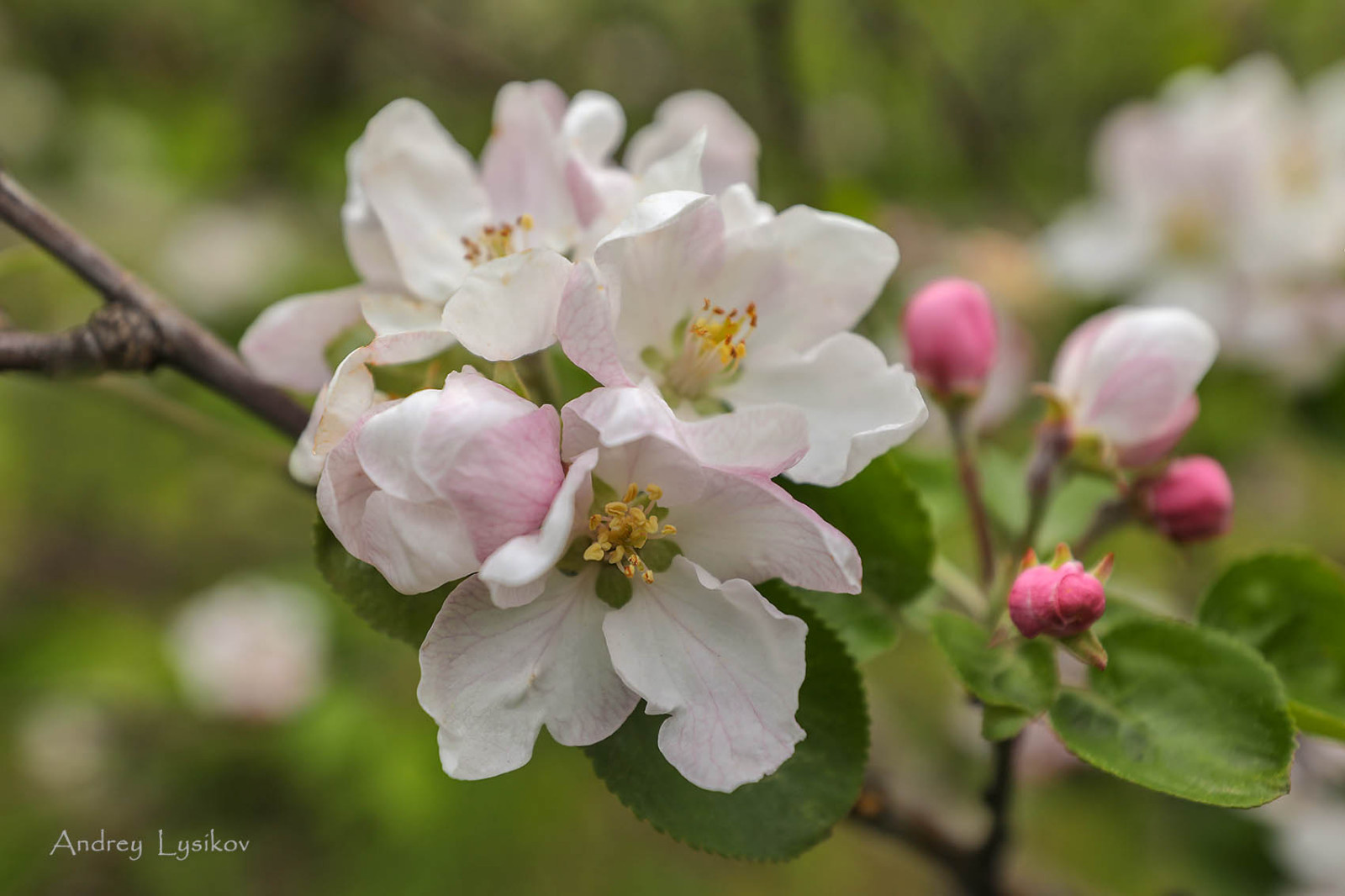 Плодовый сад МГУ